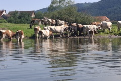 Kuehe-in-der-Weser